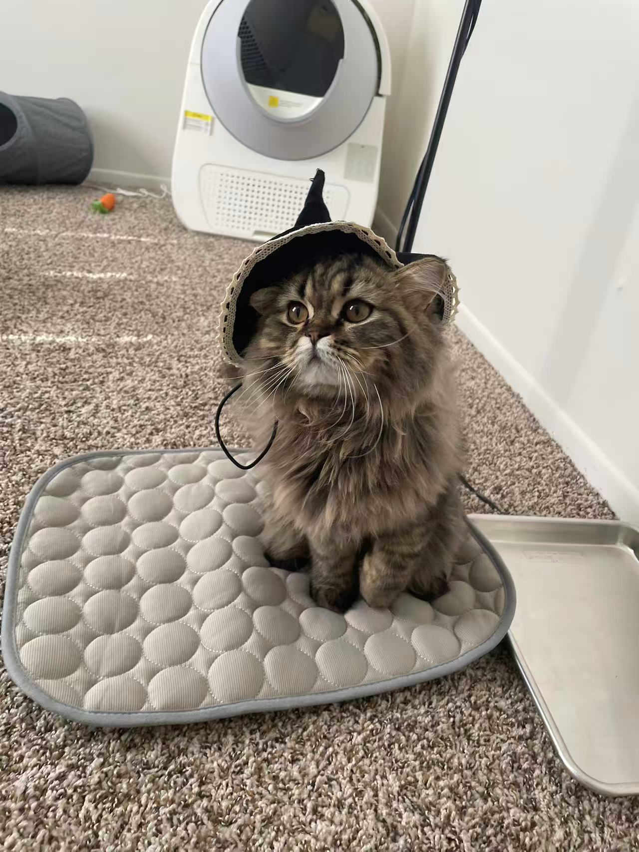Chocoliz wearing a little witch hat